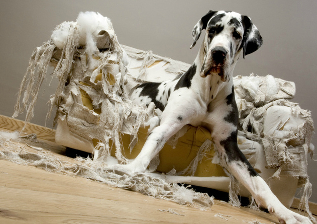 Chien sur son fauteuil.  Le fauteuil est totalement détruit!